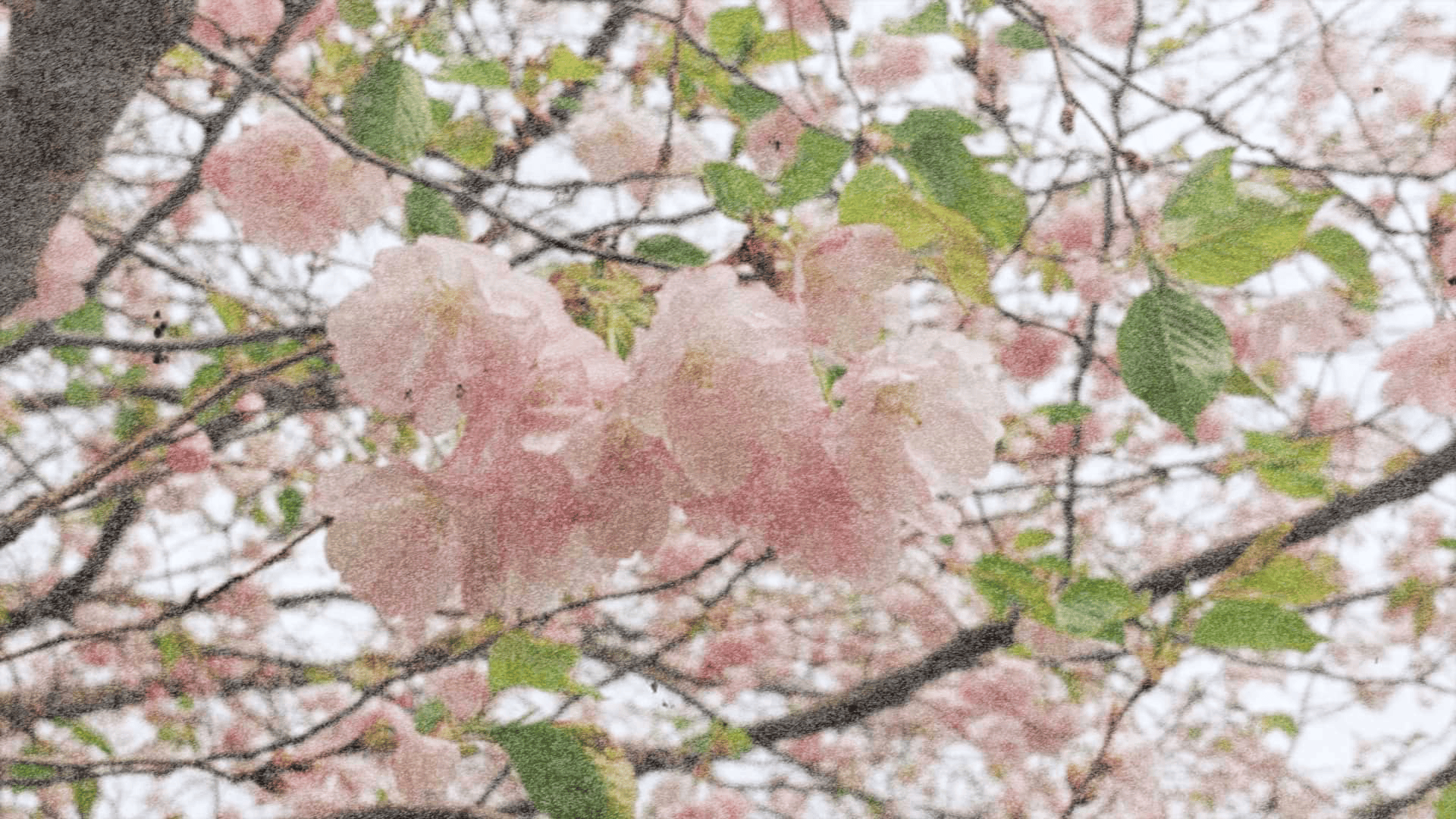Cherry blossoms with vintage filter